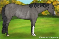 Horse Color:Grullo Rabicano 