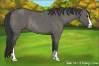 Horse Color:Grullo Sabino Rabicano 