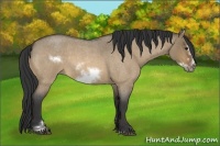 Horse Color:Buckskin Roan Dun Sabino Frame 