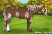 Horse Color:White Spotted Liver Chestnut 