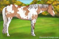 Horse Color:White Spotted Silver Bay 