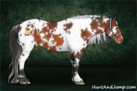 Horse Color:White Spotted Bay Blanket