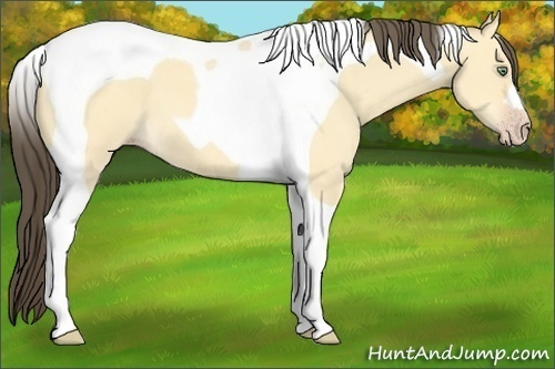 Horse Color:Amber Cream Champagne Dun Tobiano 