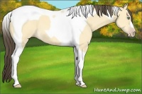 Horse Color:Amber Cream Champagne Dun Tobiano 