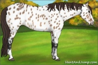Horse Color:Bay Dun Sabino Near Leopard 
