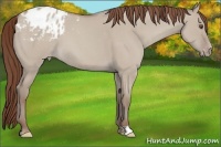 Horse Color:Classic Champagne Roan Dun Appaloosa