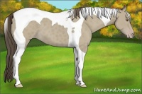 Horse Color:Classic Cream Champagne Tobiano