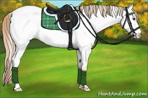 Horse Color:Palomino Dun Appaloosa 
