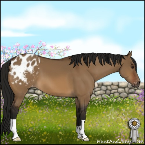 Horse Color:Gray Bay Dun Appaloosa 