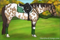Horse Color:Bay Dun Near Leopard