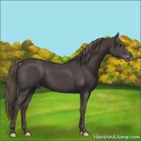 Horse Color:Smoky Black Varnish 