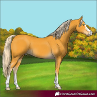 Horse Color:Palomino