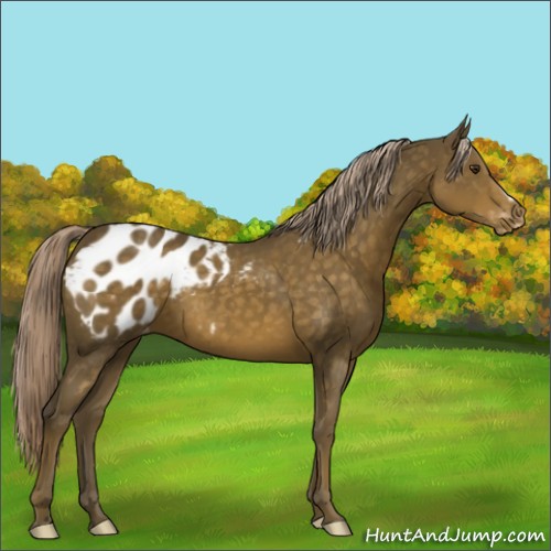 Horse Color:Chocolate Palomino Appaloosa 
