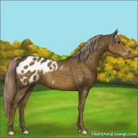 Horse Color:Chocolate Palomino Blanket 