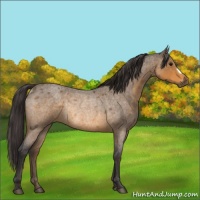 Horse Color:Buckskin Roan Rabicano 