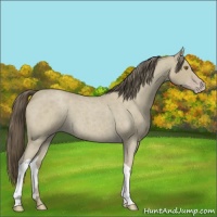 Horse Color:Classic Cream Champagne Roan 