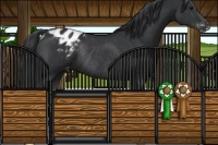 Horse Color:Black Appaloosa Rabicano 