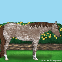 Horse Color:Gray Chestnut Ice 
