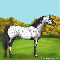 Horse Color:Black Appaloosa 