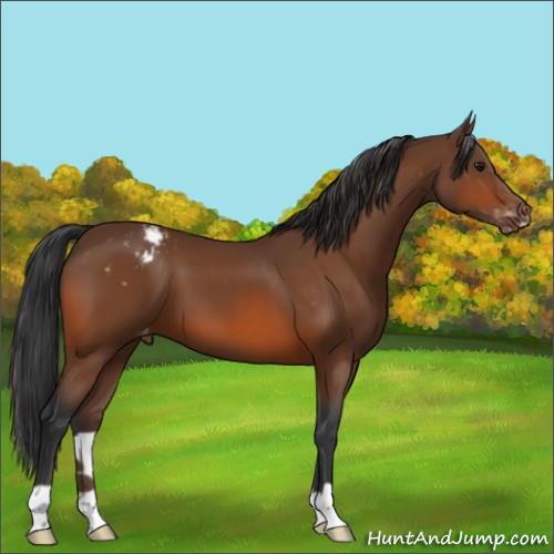 Horse Color:Bay Appaloosa 