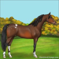 Horse Color:Bay Appaloosa 