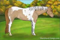 Horse Color:Red Roan Tobiano 