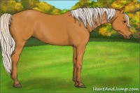 Horse Color:Silver Bay 