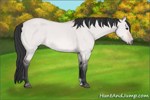 Horse Color:Platinum Bay Dun