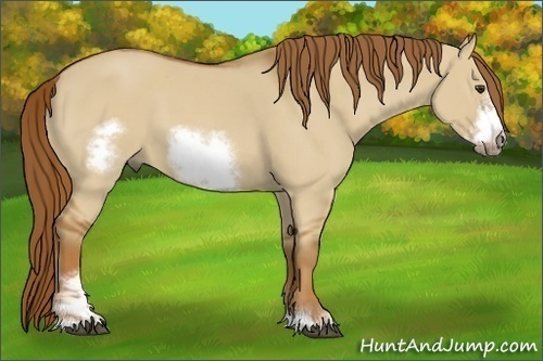 Horse Color:Red Dun Sabino Frame 
