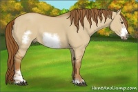 Horse Color:Red Dun Sabino Frame 
