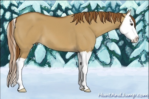 Horse Color:Red Dun Splash