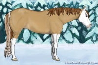 Horse Color:Red Dun Splash 