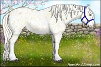 Horse Color:Palomino Appaloosa and Palomino Splash Appaloosa
