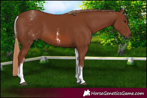 Horse Color:White Spotted Chestnut Sabino 