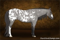 Horse Color:Grullo Roan Appaloosa 