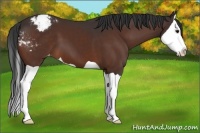 Horse Color:Brown Splash Appaloosa 