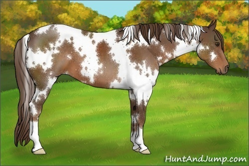 Horse Color:White Spotted Liver Chestnut 