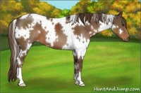 Horse Color:White Spotted Liver Chestnut 