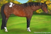 Horse Color:Bay Appaloosa 