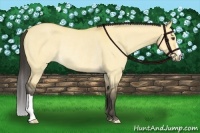Horse Color:Buckskin Dun Rabicano 
