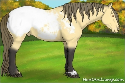 Horse Color:Buckskin Appaloosa
