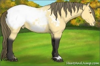 Horse Color:Buckskin Snowcap