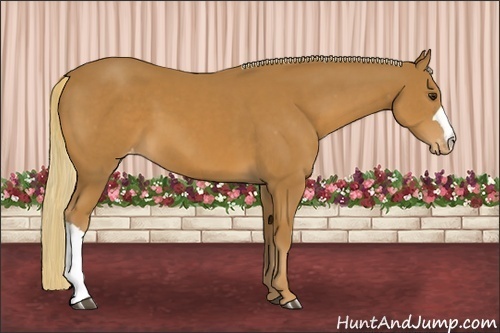 Horse Color:Chestnut Appaloosa 