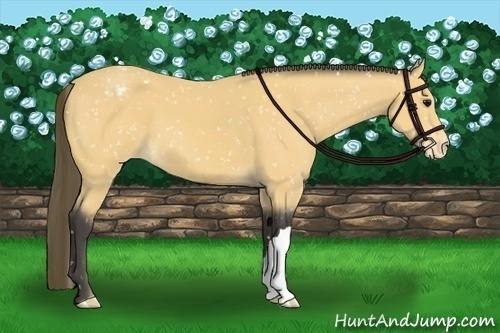Horse Color:Buckskin Snowflake Varnish
