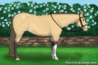 Horse Color:Buckskin Appaloosa