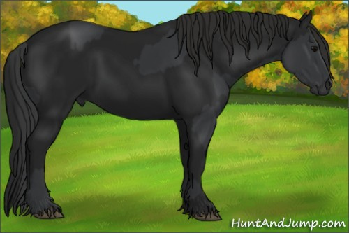 Horse Color:Black and Gray Black