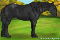 Horse Color:Black  and Gray Black 