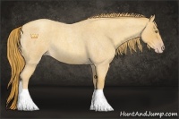 Horse Color:Gold Champagne Roan 