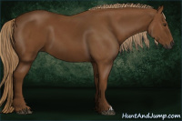 Horse Color:Gray Chestnut 