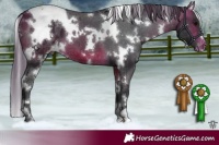 Horse Color:White Spotted Bay Appaloosa